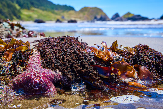 Purple Starfish Among Seaweed at Low Tide, Ground-Level Perspective