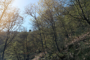 Large trees and a big forest with a castle seen through the canopies of the ultra-gigantic trees, evoking a sense of traveling in a magical forest