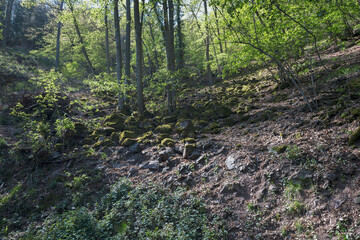 Stones covered with moss on a slope in a green forest, creating a serene and natural scene, highlighting the beauty and tranquility of nature