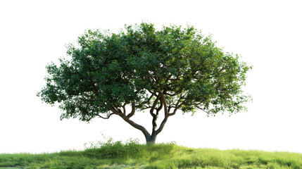 Tree on transparent background