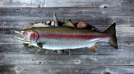 Brilliant colorful Trout salmon trophy species on rustic wood