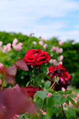 red roses in garden
