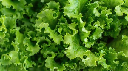 Fresh leaves of green lettuce a crisp vegetable