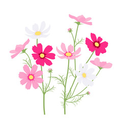 カラフルな赤、ピンク、白のコスモスのイラスト