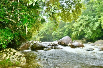 stream in the forest
