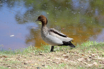 Australian Wood Duck bird standing on grass at the edge of a lake of water