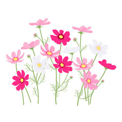 カラフルな赤、ピンク、白のコスモスのイラスト