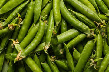 Many green peas as background