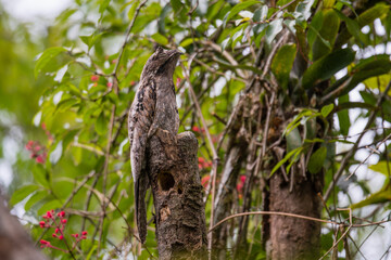 Urutau (Nyctibius griseus)
