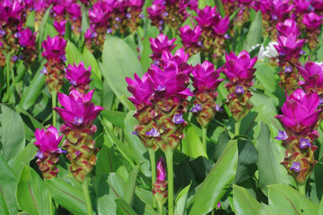 siam tulip flower in garden