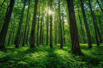 Fototapeta premium A dense forest with sunlight filtering through the thick canopy, highlighting various shades of green and creating a serene, nature-filled atmosphere.