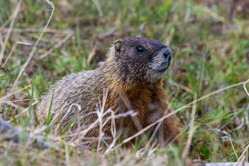 Marmot in the wild