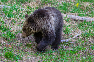 Bear Cub Grazing in the Grass © Greg Meland