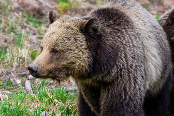 Bear Standing in the Grass