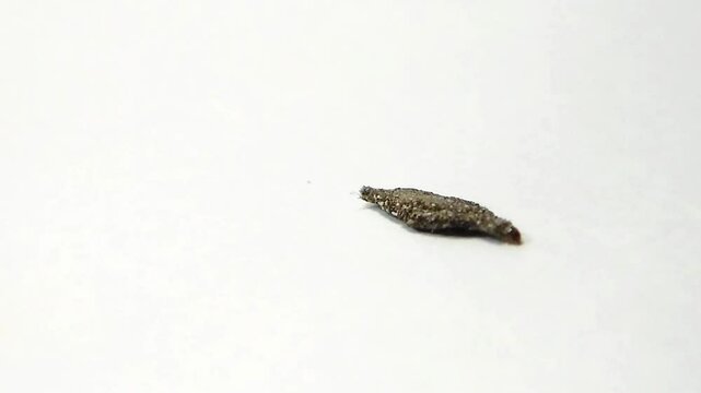 Small insect kamitetep or Phereoeca uterella moth walking crawling isolated on white background