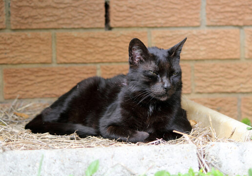 Black cat resting comfortably on a bed of straw - Powered by Adobe