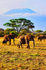 Naklejka premium Quintessential African scene of Elephants on the move under the shadow of Africa's greatest mountain - Kilimanjaro at the Amboseli National park, Kenya