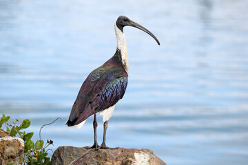 Straw-necked ibis bird standing on a rock near water