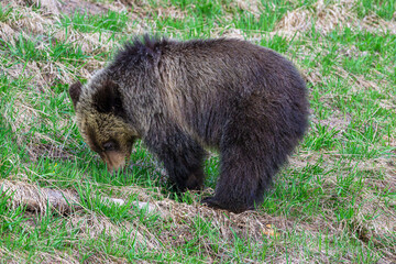 Grizzly Bear Cub Foraging for Food © Greg Meland