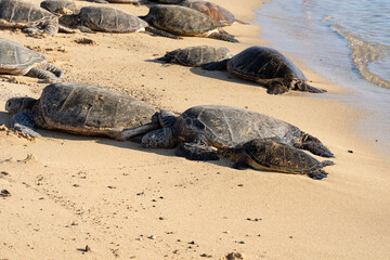 Hawaiian green turtles (Hawaiian name: Honu) basking on the beach in Kauai, Hawaii, USA.