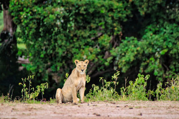 A watchful Lioness looks for prey and dangers at the Amboseli National Park, Kenya