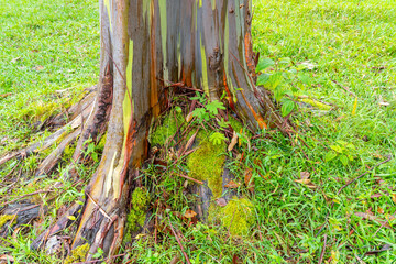 Rainbow Eucalyptus tree at Keahua Arboretum near Kapa'a, Kauai, Hawaii. Rainbow Eucalyptus is a tree of the species Eucalyptus deglupta with striking coloured streaks on its bark. 