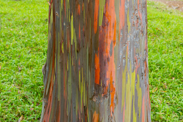Rainbow Eucalyptus tree at Keahua Arboretum near Kapa'a, Kauai, Hawaii. Rainbow Eucalyptus is a tree of the species Eucalyptus deglupta with striking coloured streaks on its bark. 