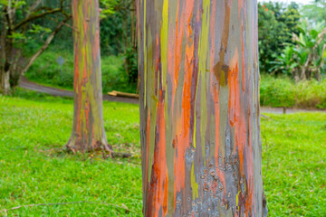 Rainbow Eucalyptus tree at Keahua Arboretum near Kapa'a, Kauai, Hawaii. Rainbow Eucalyptus is a...