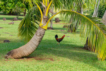 A palm tree with a beautiful wild rooster at a park in Kauai, Hawaii,  USA.   © JHVEPhoto