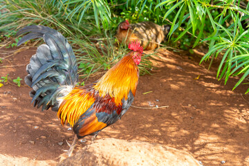 A beautiful wild rooster and a hen at a park in Kauai, Hawaii,  USA. 