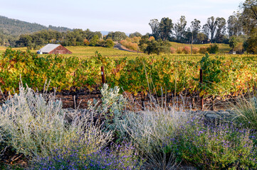 Napa Valley's boutique wineries produce some of the world's best wines.