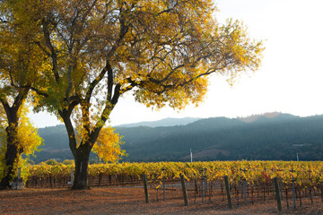 Napa Valley's boutique wineries produce some of the world's best wines.