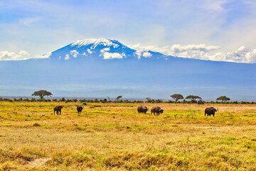 Obraz premium A Group of African Buffalos graze quietly under the shadow of Mount Kilimanjaro at Amboseli National Park,Kenya