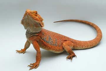 Fototapeta premium bearded dragon lizard on a white background