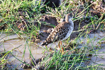 Female Ruff (Philomachus pugnax) close up at the wetlands of Amboseli National Park, Kenya