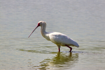 A Spoonbill searches the shallow waters of Lake Amboseli for small fish and insects at Amboseli national park, Kenya