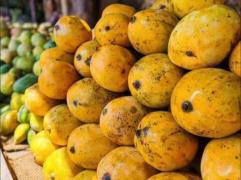 Banginapalli, Neelum mango, Alphanso, Mulgoa, Ratnagiri mango, Malda mango, Sindhura mango, kesar mango, haapus mango, himsagar mango, Bangalora, langra mango seeling at mambakkam, chennai, india.
