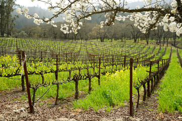 Colorful mustard, a cover crop, blankets the ground between rows of grapevines.