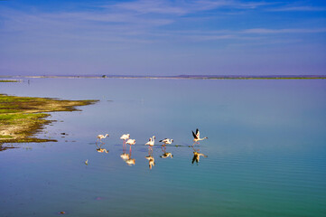 Flamingos take flight over the still glass like waters of the alkaline Lake Amboseli at Amboseli National Park, Kenya