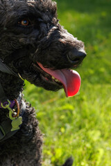 Black poodle profile portrait with it's tongue sticking out.