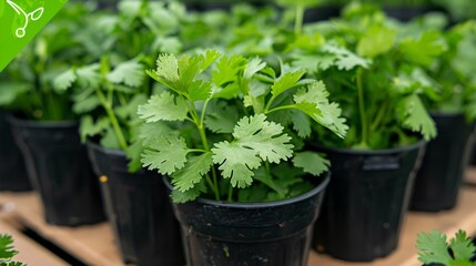 Fototapeta premium Cilantro Plants in Pots