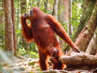 Wild mother and baby Orangutan in tropical jungle of Sumatra in Indonesia
