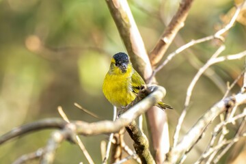 お気に入りの枝でくつろぐマヒワ オス
