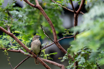 White-browed bulbul is waiting in tree on the look out for food
