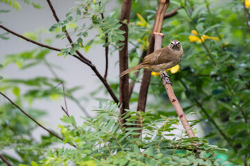 A mother duck and her ducklings in the water