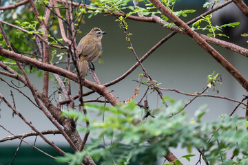 White-browed bulbul is waiting in tree on the look out for food