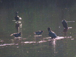 swan on the lake