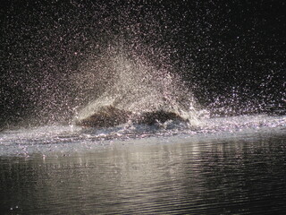water splash isolated on white