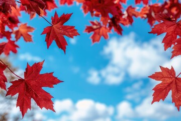 A beautiful blue sky with a few red leaves floating in the air. The leaves are scattered in different directions, creating a sense of movement and freedom