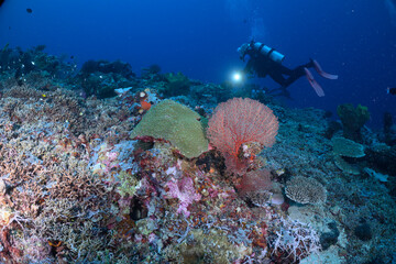 scuba diver and reef